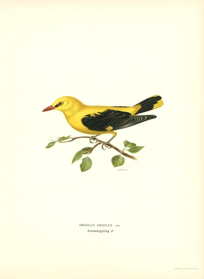 Golden Oriole (Oriolus oriolus)