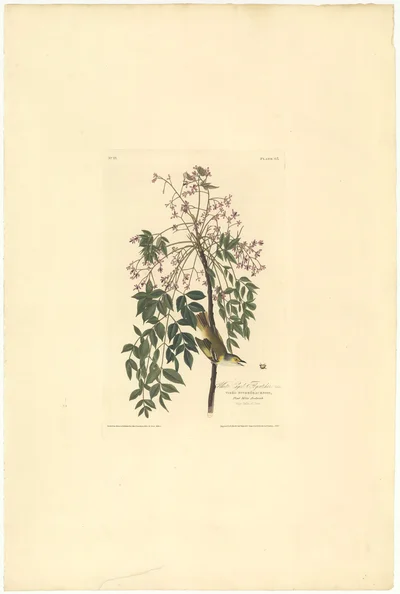 White-Eyed Flycatcher (Virio Noveboracensis) on a Chinaberry Tree (Melia Azedarach), Plate 95