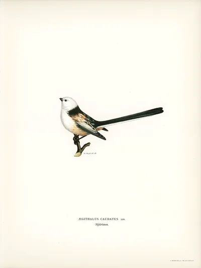 Long-tailed Tit (Aegithalus caudatus)