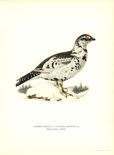 Hybrid Black Grouse and Willow Ptarmigan, Male in Winter Plumage
