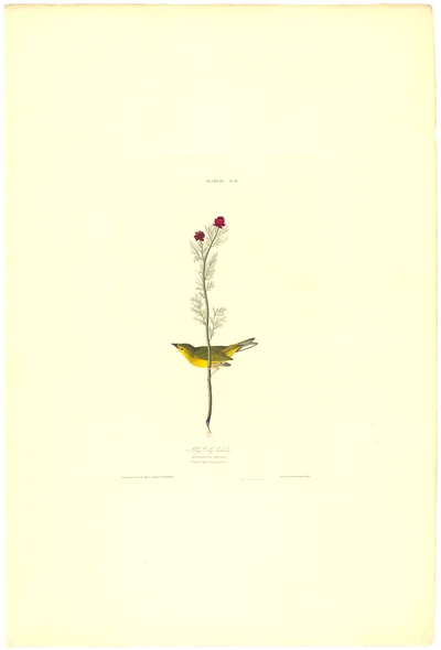 Selby's Fly Catcher (Plate IX, N° 11)