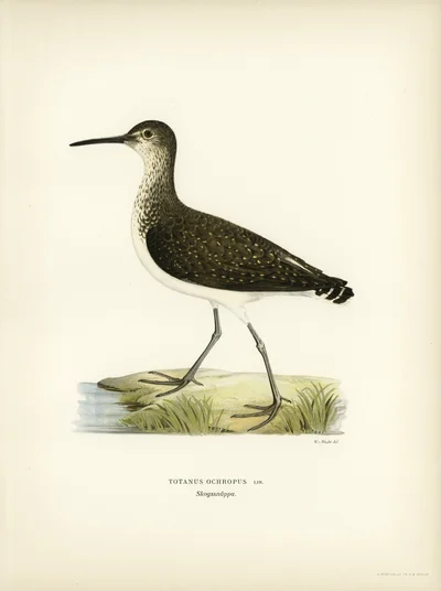 Green Sandpiper (Totanus ochropus)