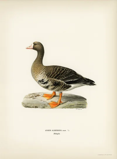 Greater White-fronted Goose (Anser albifrons)