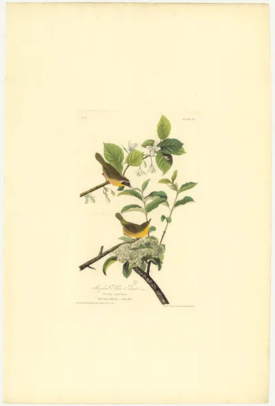 Maryland Yellow-Throat
