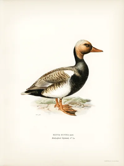 Red-crested Pochard (Netta rufina)