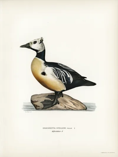 Steller's Eider (Eniconetta Stelleri Pallas), Male