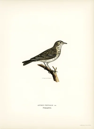 Anthus Trivialis (Tree Pipit)