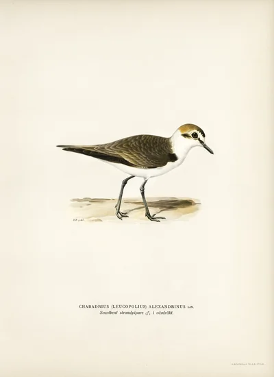 Kentish Plover (Charadrius alexandrinus)