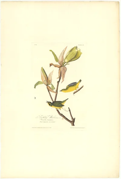 Kentucky Warbler (Sylvia Formosa)