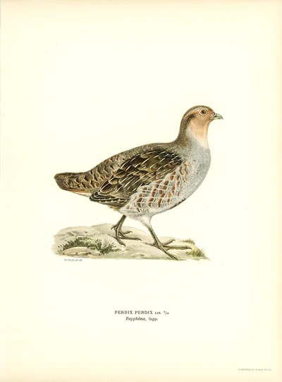 Grey Partridge (Perdix perdix)
