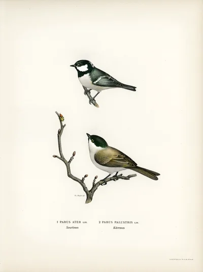 Illustrations of Coal Tit and Marsh Tit