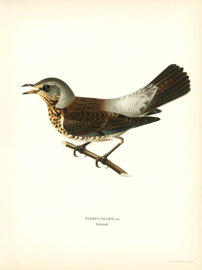 Fieldfare (Turdus pilaris)