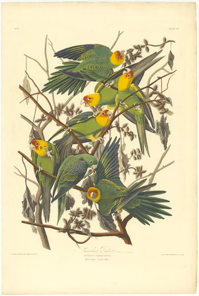 Carolina Parrot!