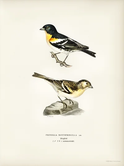 Brambling (Fringilla montifringilla), Male and Female in Summer Plumage