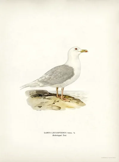 Iceland Gull (Larus leucopterus)