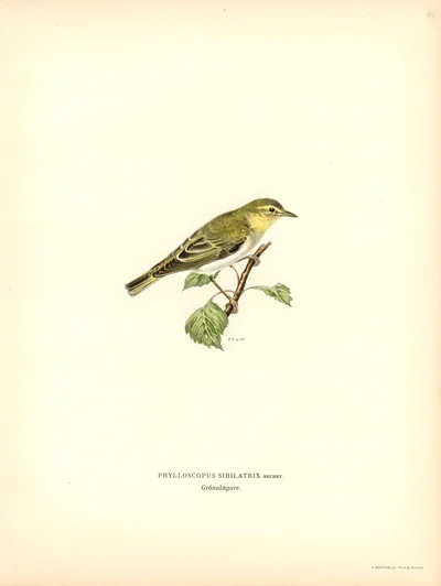 Wood Warbler (Phylloscopus sibilatrix)