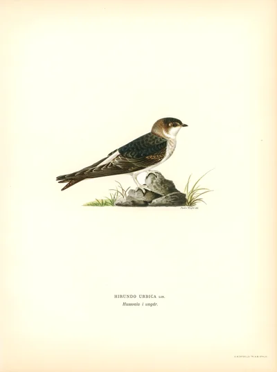 Common House Martin (juvenile)