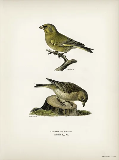 Two Greenfinches (Chloris chloris Lin.)