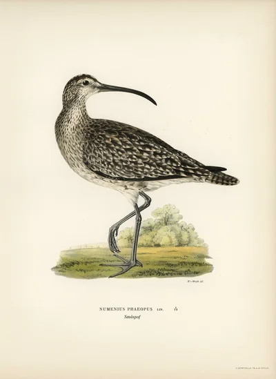 Numenius phaeopus (Whimbrel)