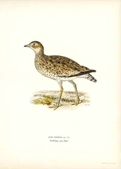 Little Bustard (Otis tetrax)