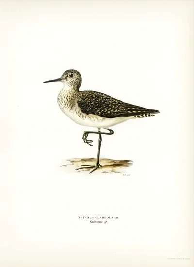 Wood Sandpiper (Totanus Glareola)