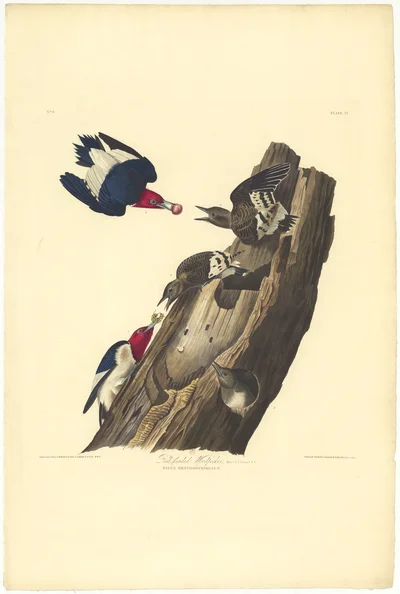 Red-headed Woodpecker