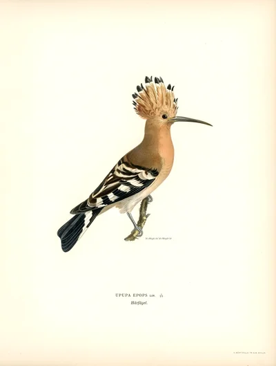 Upupa Epops (Hoopoe)