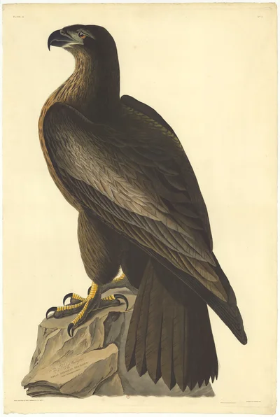 The Bird of Washington! Great American Sea Eagle.