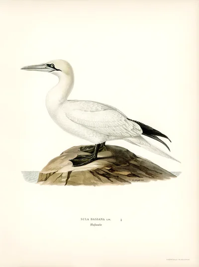 Fou de Bassan (Sula bassana)