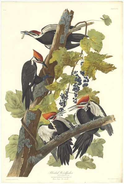 Pileated Woodpecker