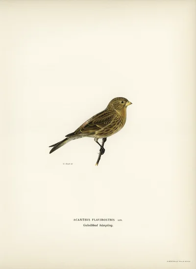 Acanthis flavirostris (Twite)
