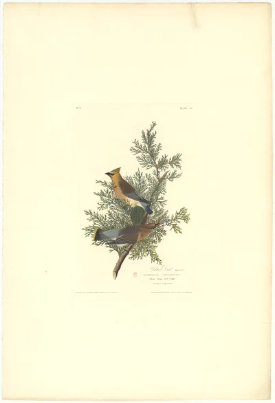 Cedar Bird (Cedar Waxwing)