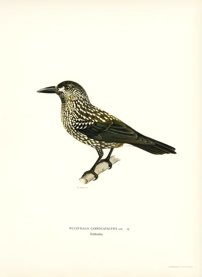 Nucifraga Caryocatactes (Cascanueces común)