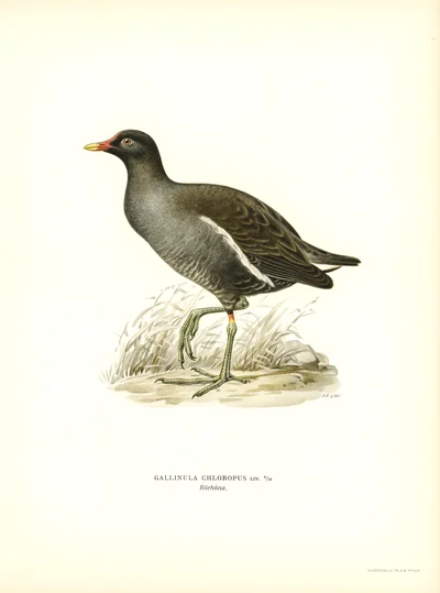 Gallinula Chloropus (Common Moorhen)