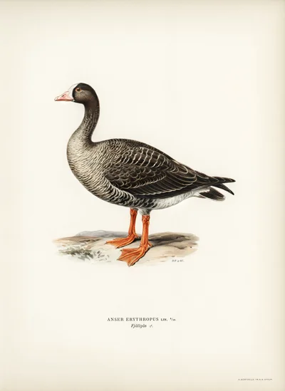 Lesser White-fronted Goose (Anser erythropus)