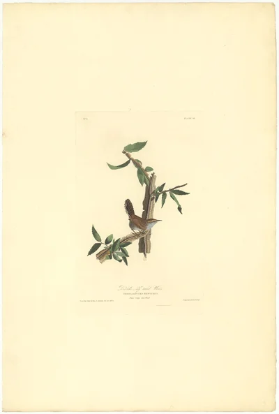 Bewick-Zaunkönig (Troglodytes Bewickii), Tafel 18