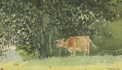 Cow in Pasture