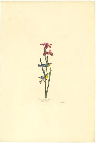 Blue-winged Warbler and Louisiana Flag (Plate 113)