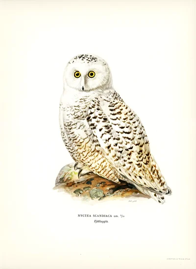 Snowy Owl (Nyctea Scandiaca)