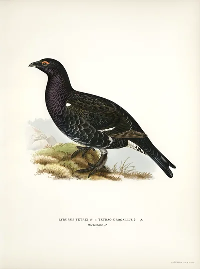 Rackelhahn (Hybrid of Black Grouse and Capercaillie)