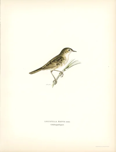 Grasshopper Warbler (Locustella naevia)