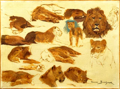 Esquisses de lions et lionnes