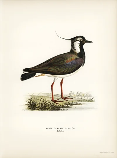 Lapwing (Vanellus vanellus)