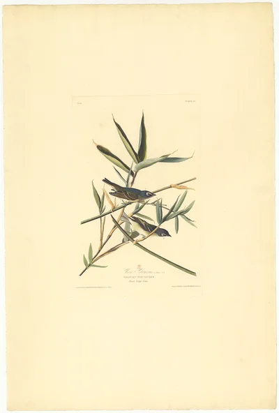 Vireo Solitarius, or Solitary Flycatcher, Plate 76