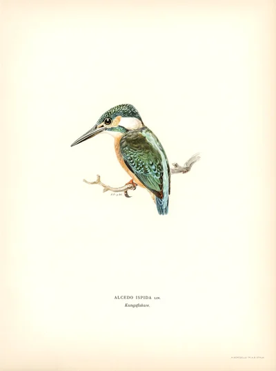 Common Kingfisher (Alcedo ispida)