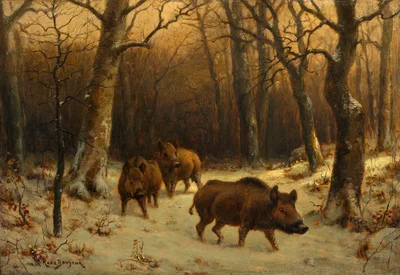 Wild Boars in the Snow