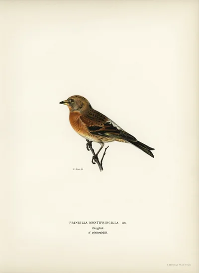 Brambling (Fringilla montifringilla) in Winter Plumage