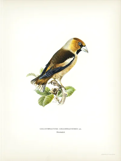 Hawfinch