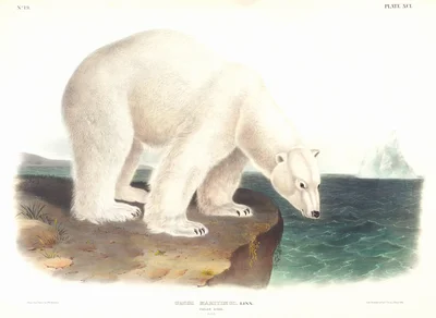 Polar Bear on a Rocky Shore