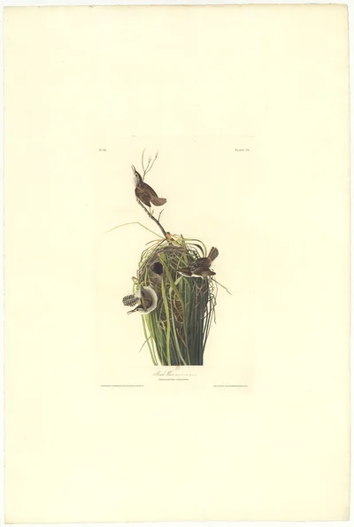 Marsh Wren (Troglodytes palustris), Plate 165